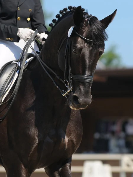 Выездка: портрет черной лошади — стоковое фото