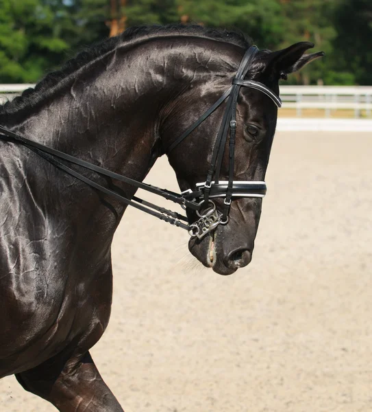 Dressuur: portret van zwarte paard — Stockfoto