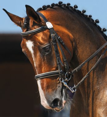 Dressage: portrait of bay horse clipart