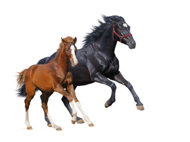 Black mare and sorrel foal gallop clipart