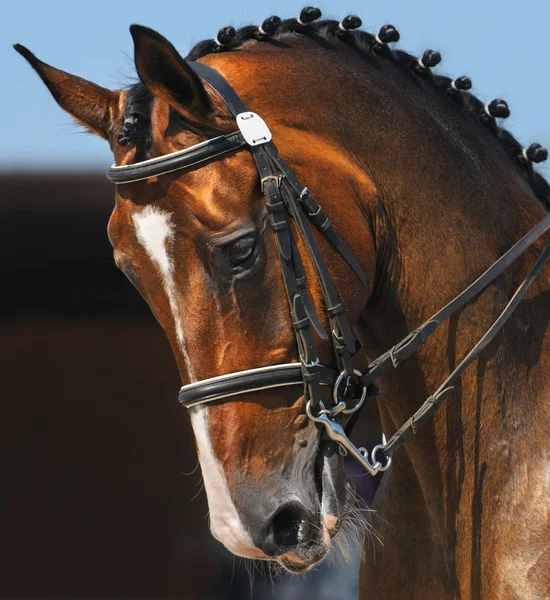 Dressuur: portret van baai paard — Stockfoto