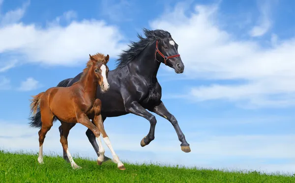黒い馬とスイバ馬をギャロップします。 — ストック写真