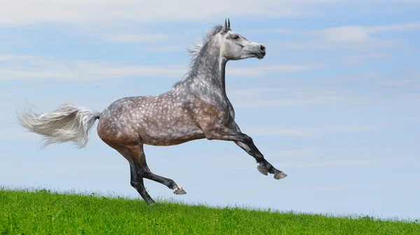 Cavallo galoppante arabo grigio mela — Foto Stock