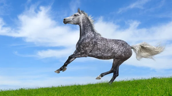 Cavalo galopante árabe cinza-maçã — Fotografia de Stock