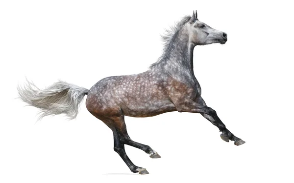 Dapple-gray arabian galloping horse — Stock Photo, Image