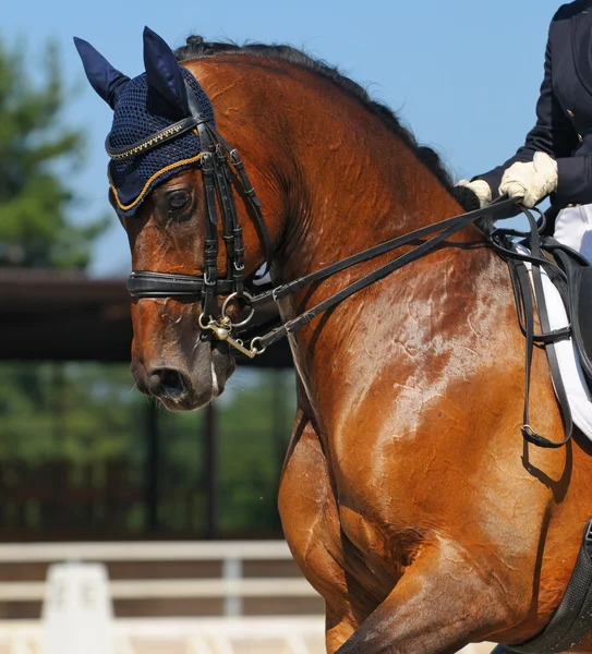 Adestramento: retrato de cavalo baía — Fotografia de Stock