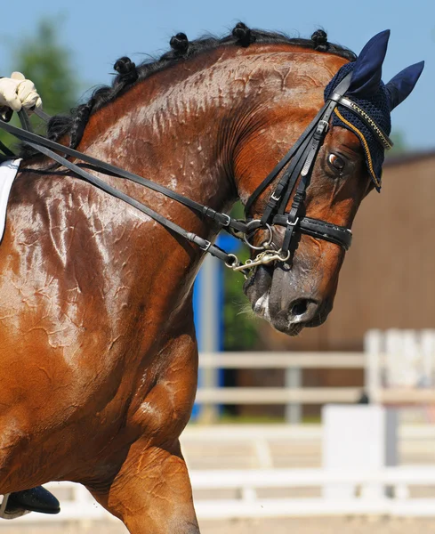 Adestramento: retrato de cavalo baía — Fotografia de Stock