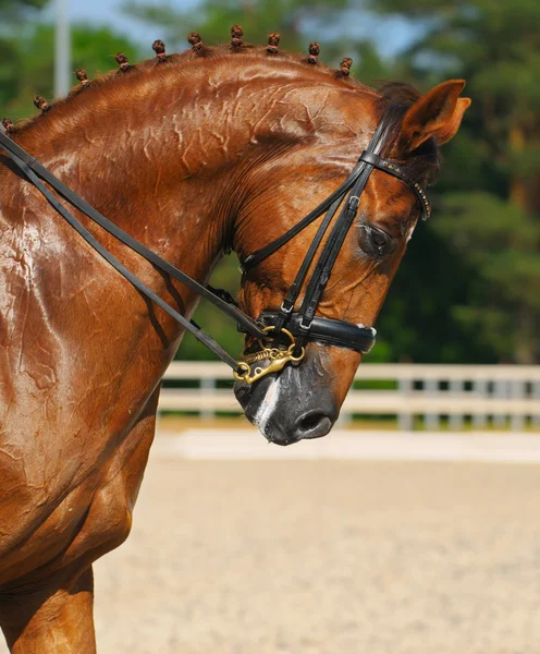 Paardensport - portret van dressuurpaard — Stockfoto