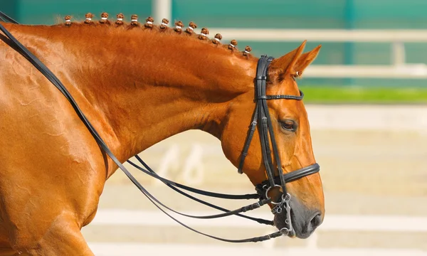 Jezdecký sport - portrét koně, relaxace — Stock fotografie