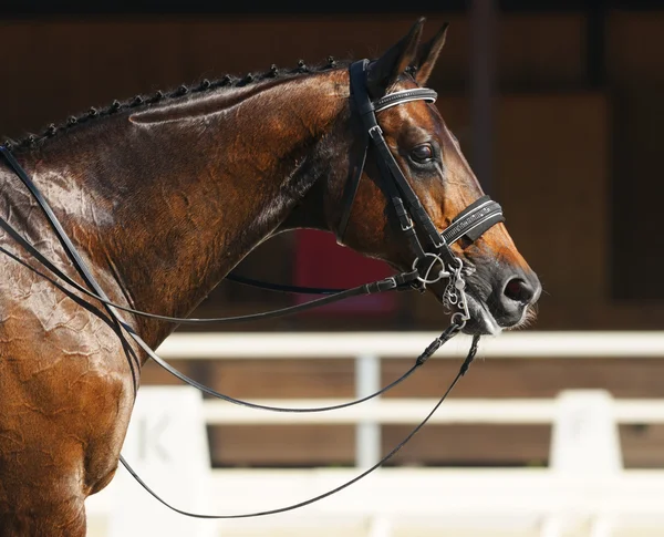 Deportes ecuestres - retrato de caballo de relajación — Foto de Stock