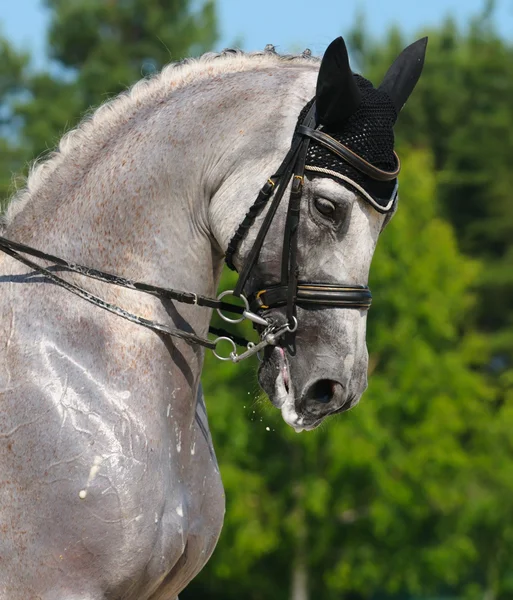 Deportes ecuestres - retrato de doma caballo gris —  Fotos de Stock
