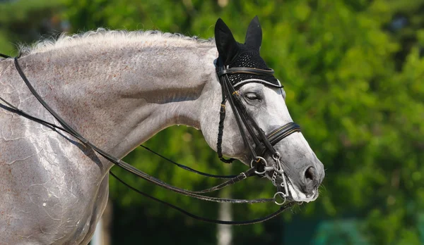 Desporto equestre - retrato de cavalo relaxante — Fotografia de Stock