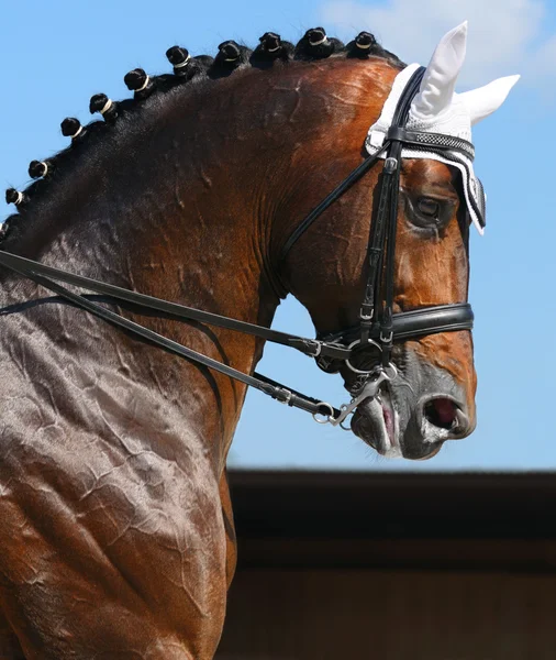 Equestrian sport - portrait of dressage horse — Stock Photo, Image