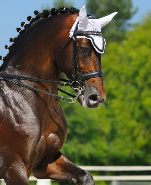 Sport equestre - ritratto del cavallo da dressage — Foto Stock