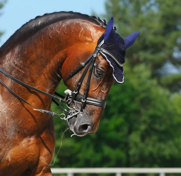 Ιππικό άθλημα - πορτρέτο του άλογο Ιππικής Δεξιοτεχνίας — Φωτογραφία Αρχείου