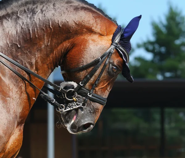 Кінний спорт - портрет виїздки кінь — стокове фото