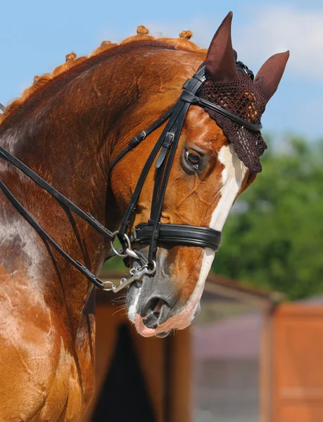 Paardensport - portret van dressuurpaard — Stockfoto