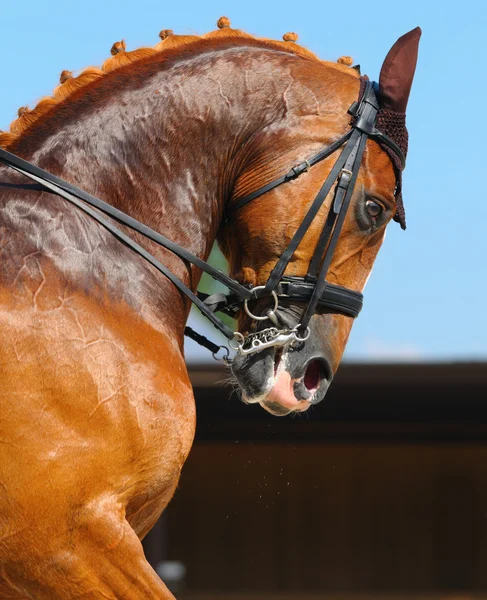 馬術スポーツ - 馬場馬術馬の肖像画 — ストック写真