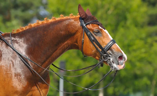Pferdesport - Porträt eines Entspannungspferdes — Stockfoto