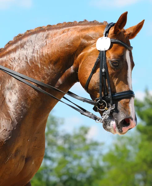 Конный спорт - портрет выездной лошади — стоковое фото