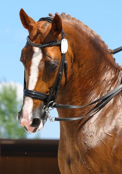 Jezdecký sport - portrét koně, drezura — Stock fotografie