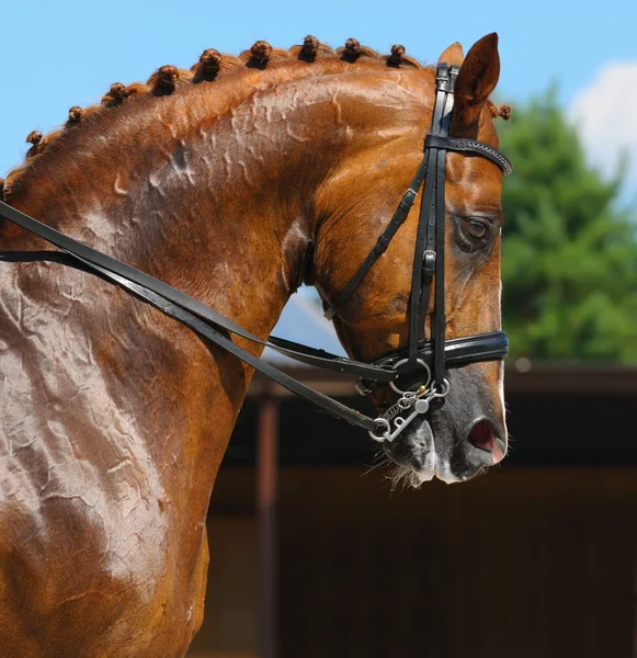 Ιππικό άθλημα - πορτρέτο του άλογο Ιππικής Δεξιοτεχνίας — Φωτογραφία Αρχείου