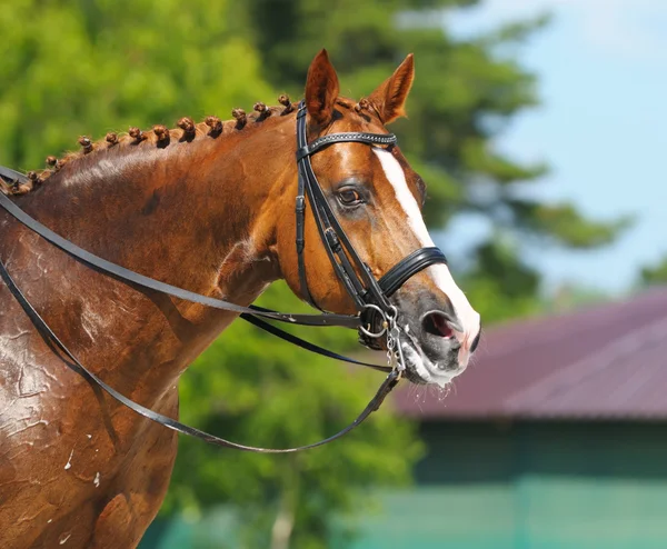 Paardensport - portret van ontspanning paard — Stockfoto