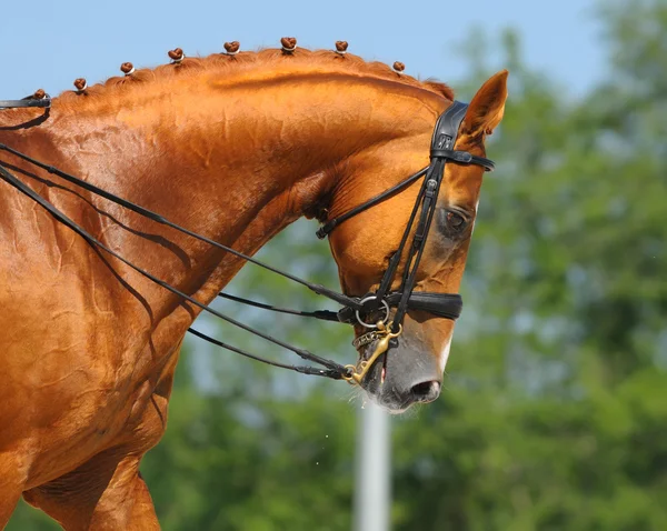 Ιππικό άθλημα - πορτρέτο του αλόγου χαλάρωση — Φωτογραφία Αρχείου