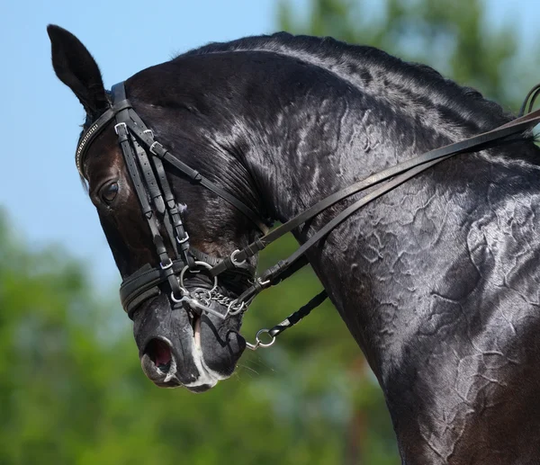 Desporto equestre - retrato de cavalo preto de adestramento — Fotografia de Stock