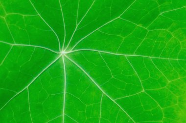 Green leaf with streaks clipart