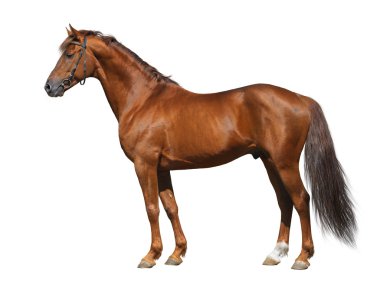 Sorrel Don stallion clipart