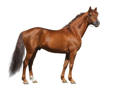 Sorrel Don stallion isolated on white clipart