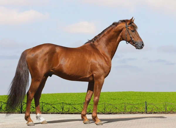 Sorrel Don stallion — Stock Photo, Image
