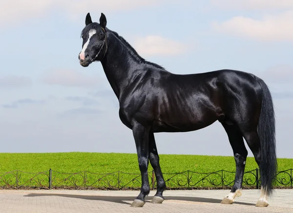 Black Trakehner stallion — Stock Photo, Image