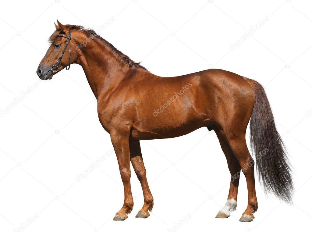 Sorrel Don stallion
