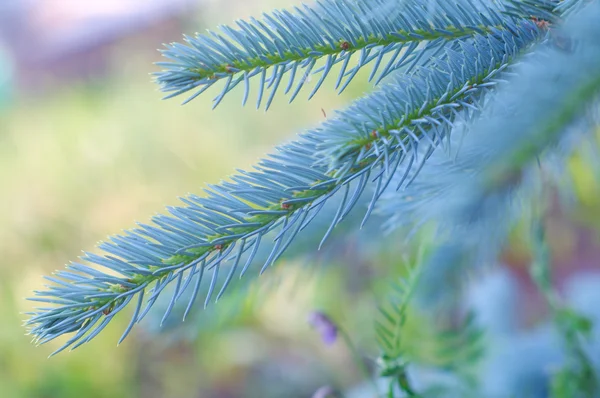 Fur-árvore ramos closeup — Fotografia de Stock