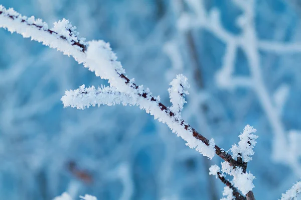 Baum mit Frost bedeckt — Stockfoto