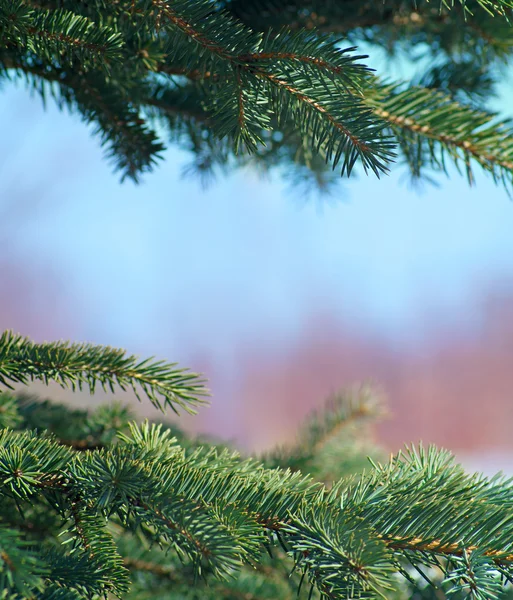 Kožešina strom closeup rámec — Stock fotografie