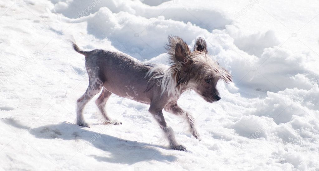 Chinese crested dog on the snow