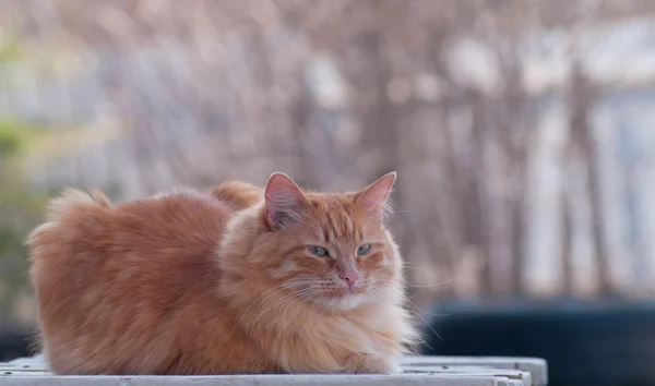 Кота, сидящего на свежем воздухе — стоковое фото