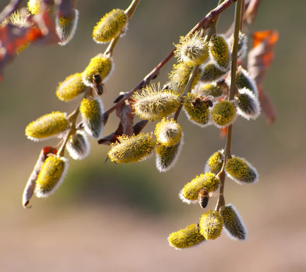 柳树和蜜蜂 — 图库照片