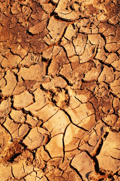 stock image Clay soil is covered with cracks