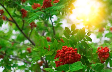 Mountain ash şube portre