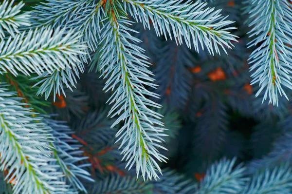 Árvore de abeto azul closeup — Fotografia de Stock