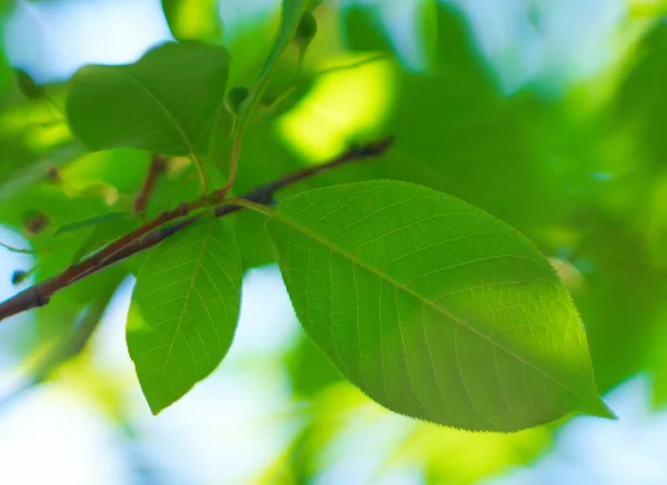 Листья вишни крупным планом — стоковое фото
