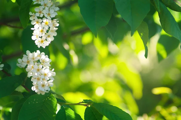 Folhas e flores de cereja selvagem — Fotografia de Stock