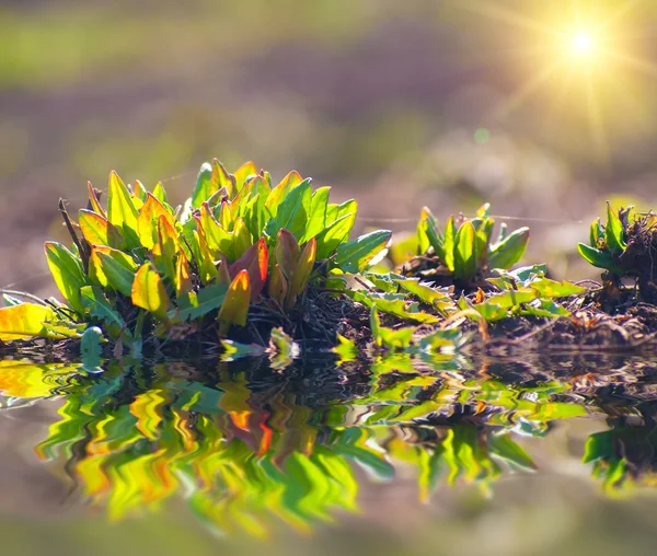 Sorrel листья у озера — стоковое фото