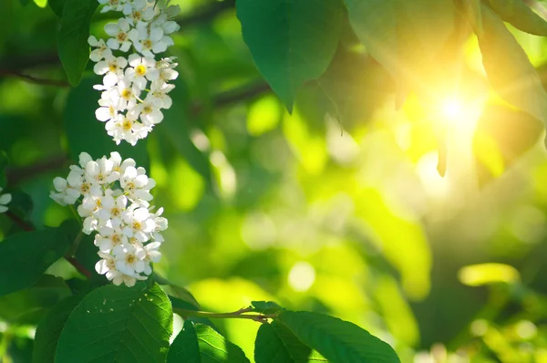 Foglie e fiori di ciliegia selvatica sotto sole — Foto Stock