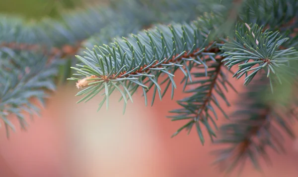 Fur-árvore closeup — Fotografia de Stock