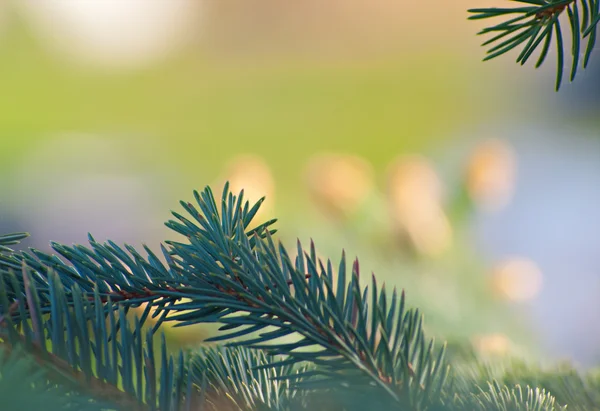 Güzel Mavi kürk ağaç — Stok fotoğraf